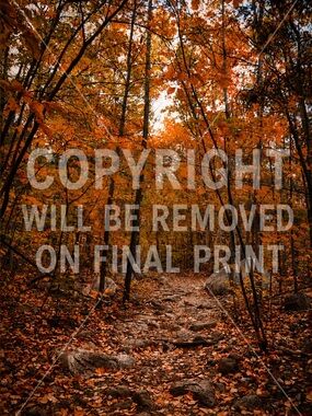 Autumn Forest Path Wall Art Print - Orange Fall Trees -8x10 print